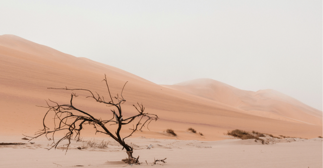 Immagine di un albero secco nel deserto